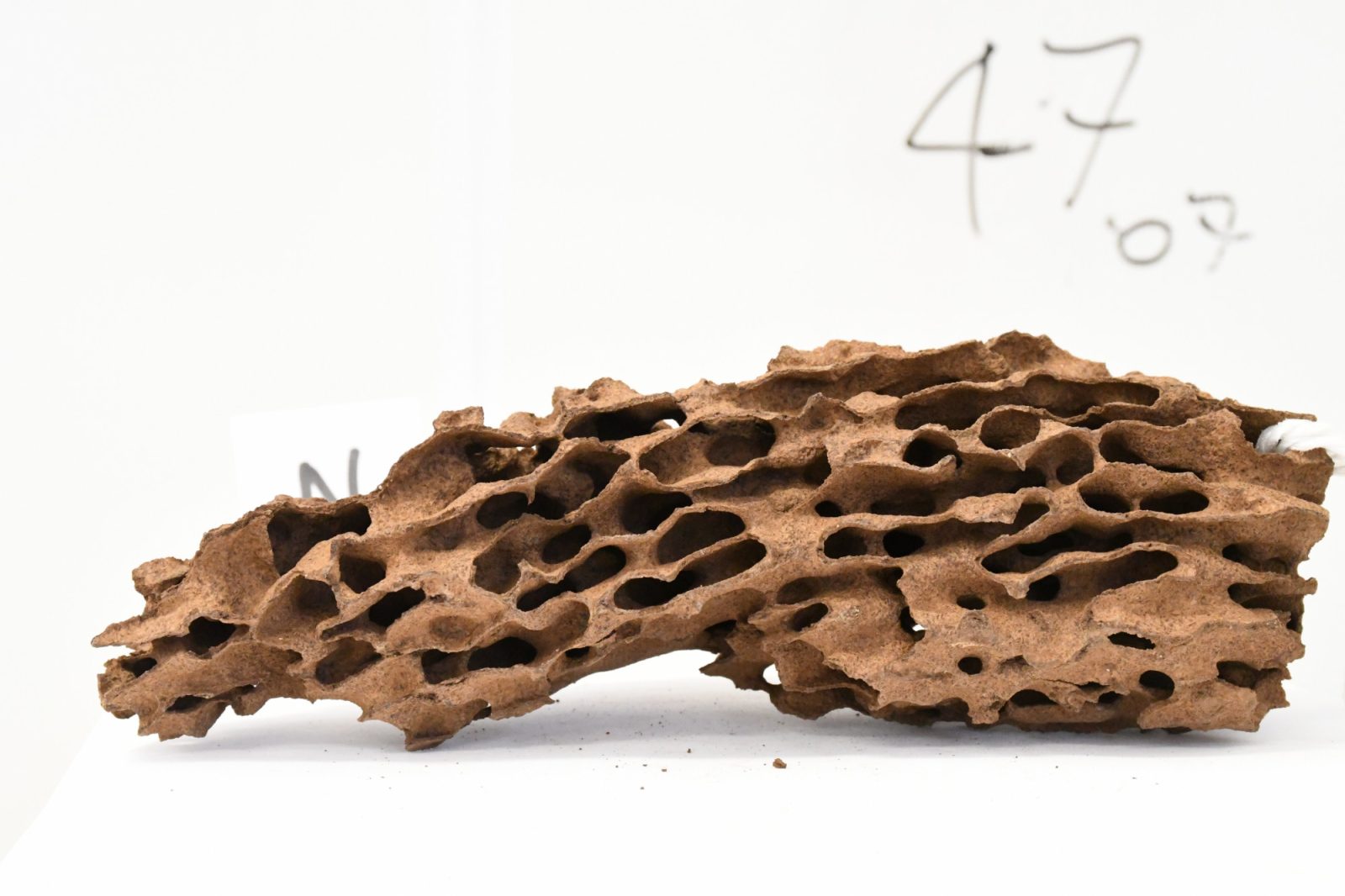 Fragment of Nasutitermes walkeri nest M4