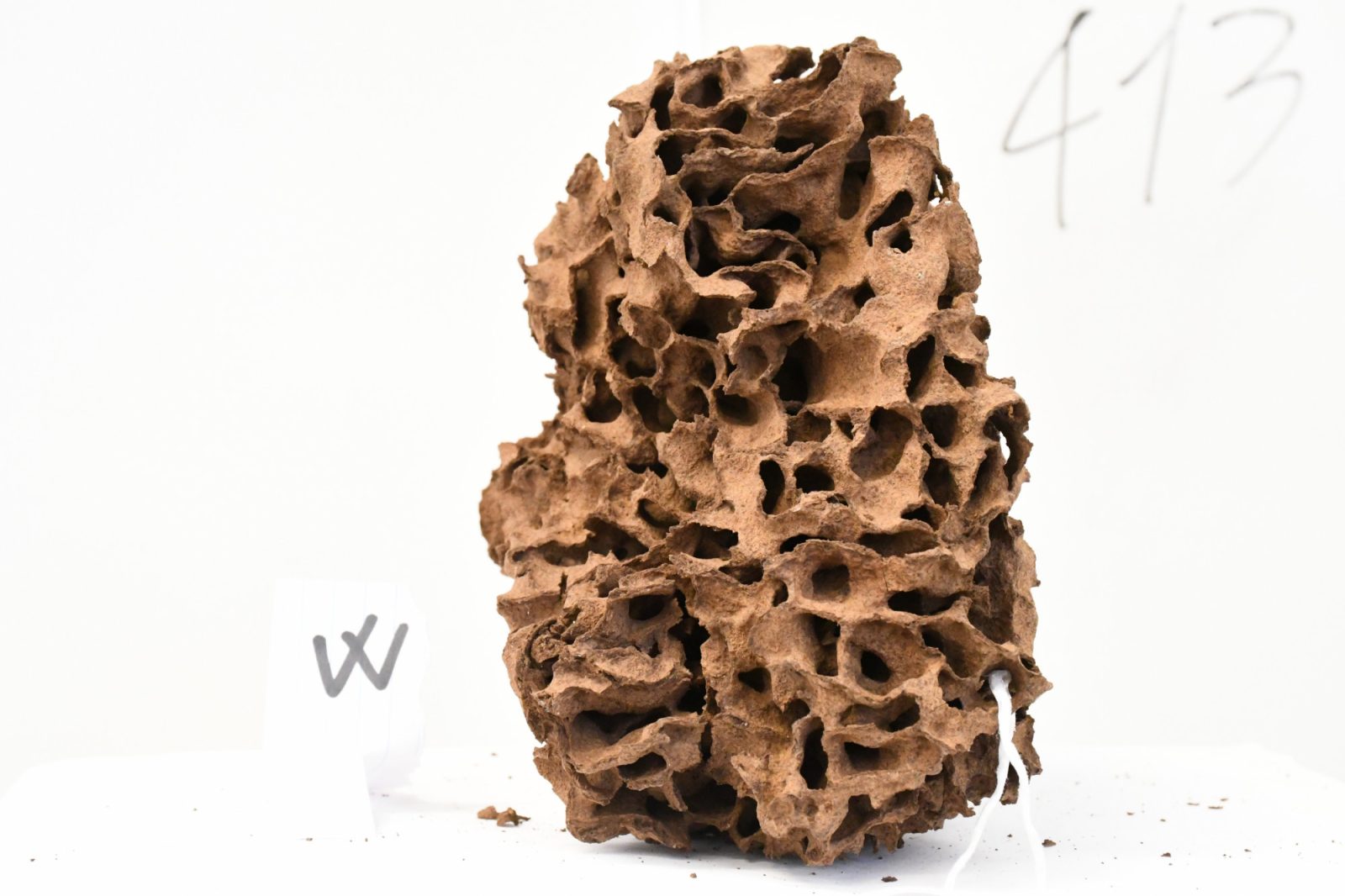 Fragment of Nasutitermes walkeri nest M4