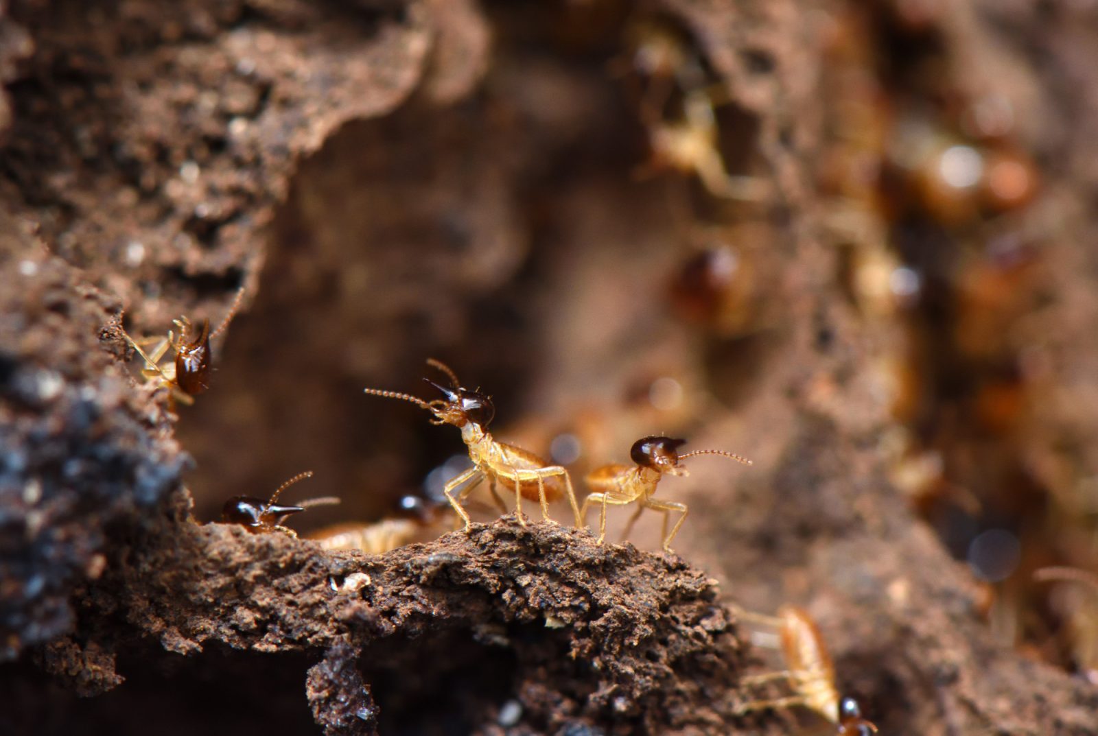 A termite soldier (Nasutitermes walkeri) defends a breach in the nest