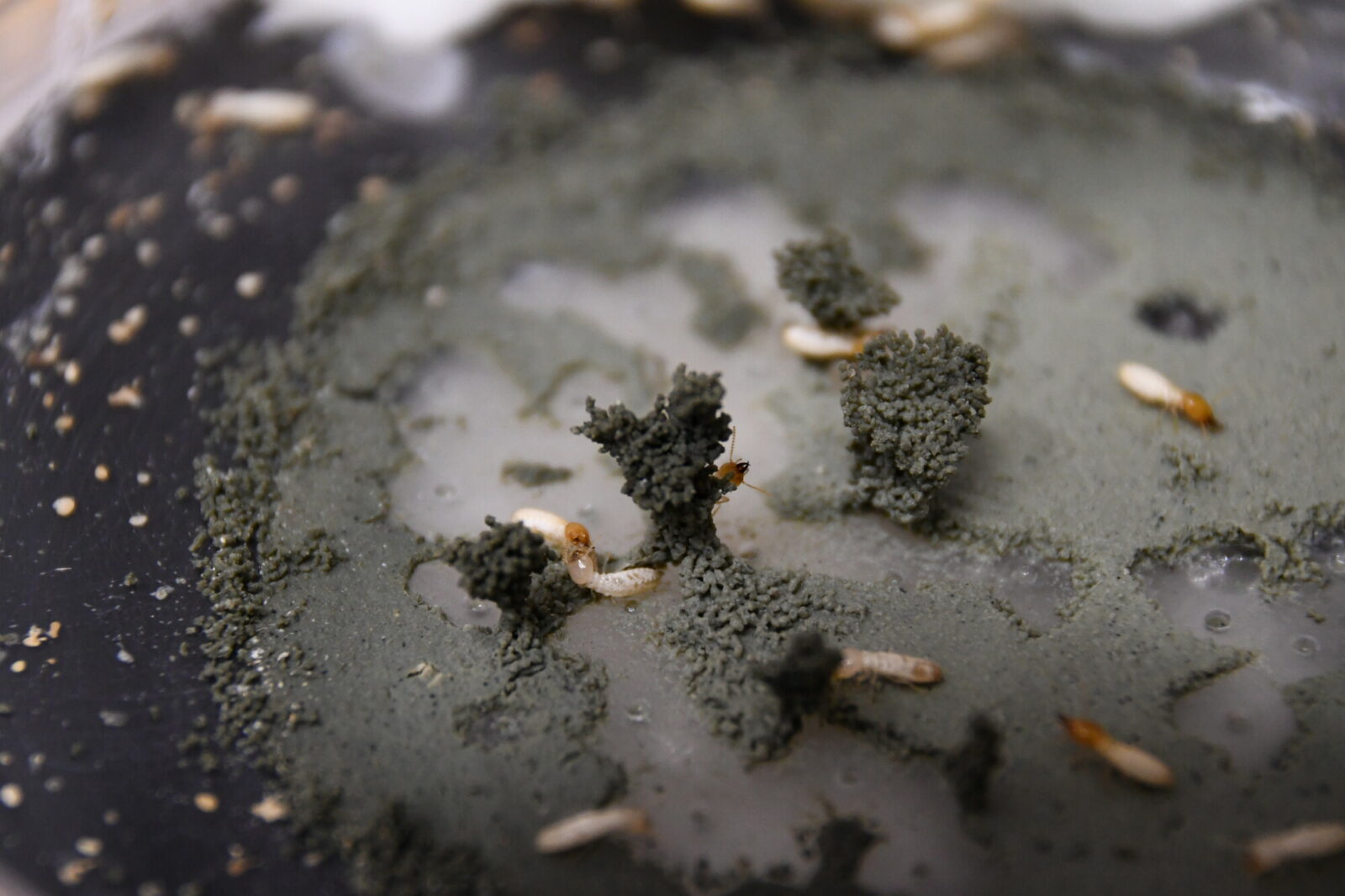 Structures built by a small experimental population of termites Coptotermes gestroi in the lab.