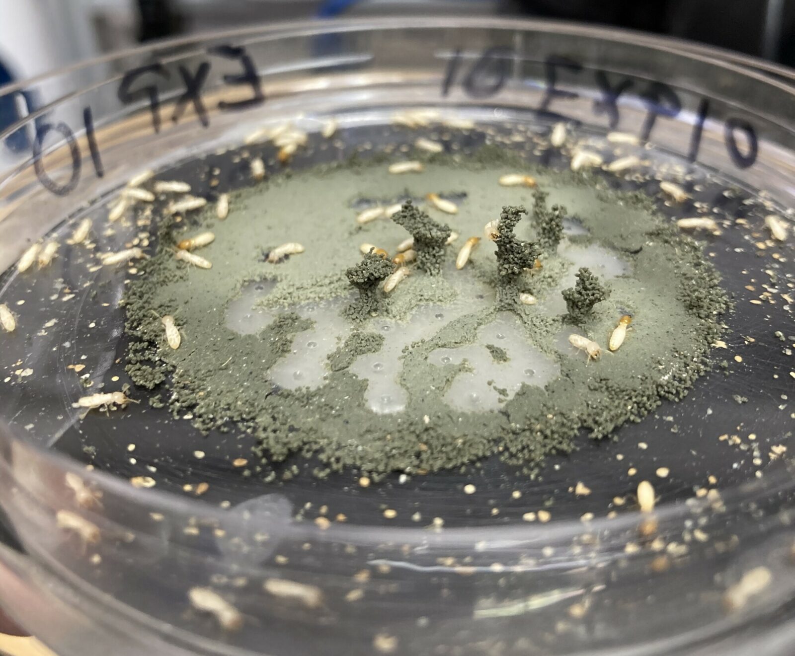 Structures built by a small experimental population of termites Coptotermes gestroi in the lab.