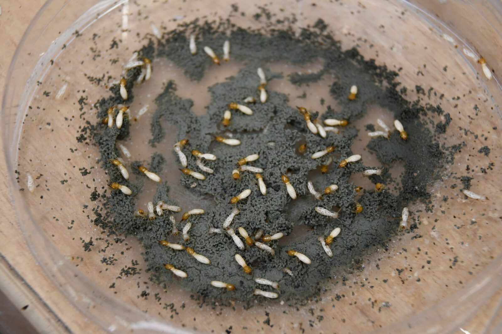 Structures built by a small experimental population of termites Coptotermes gestroi in the lab.