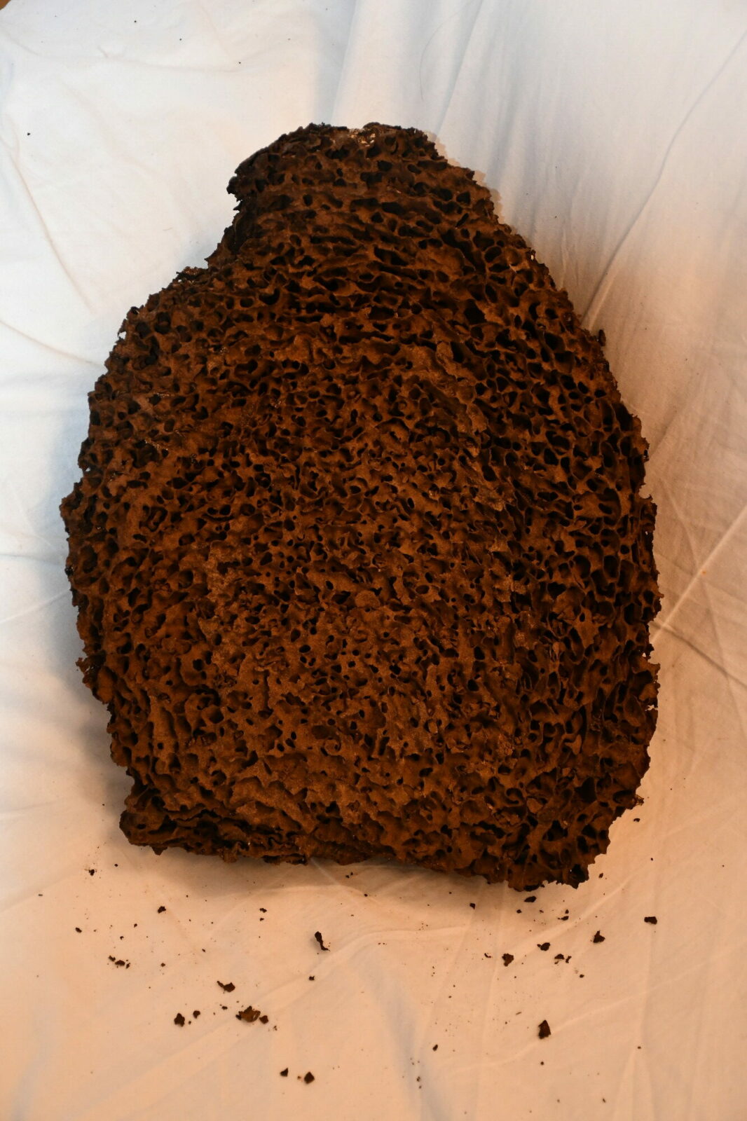 A nest of Nasutitermes graveolus (M19) cut to show the internal structure. The nest originates from Queensland, Australia. Photo A. Perna [CC BY-SA 3.0 (http://creativecommons.org/licenses/by-sa/3.0)]