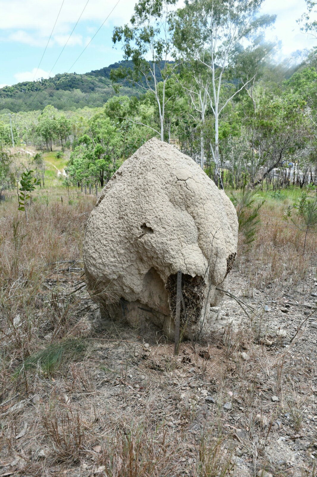 A termite mound, most likely built by the species Nasutitermes magnus, Queensland, Australia. Mound M23. Photo Andrea Perna [CC BY-SA 3.0]