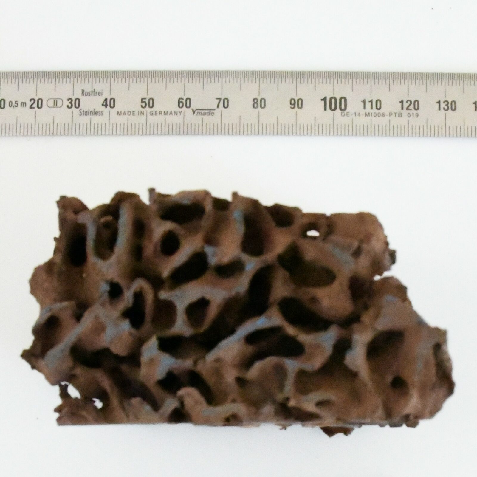 Fragment of Nasutitermes walkeri nest M24